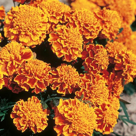 Marigold Floral Absolute Oil 